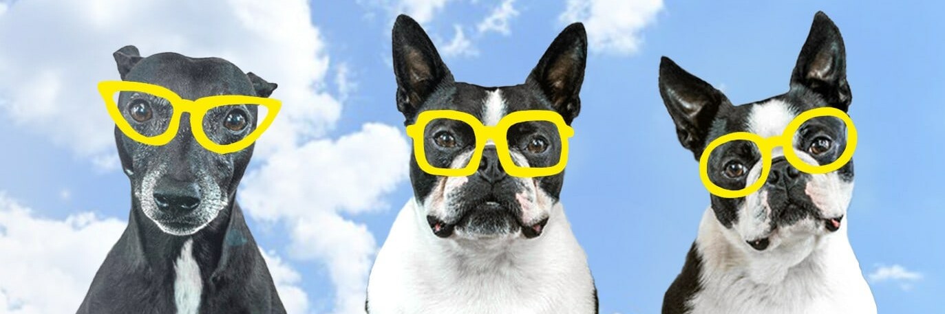 404 Bild drei Hunde mit Sonnenbrillen